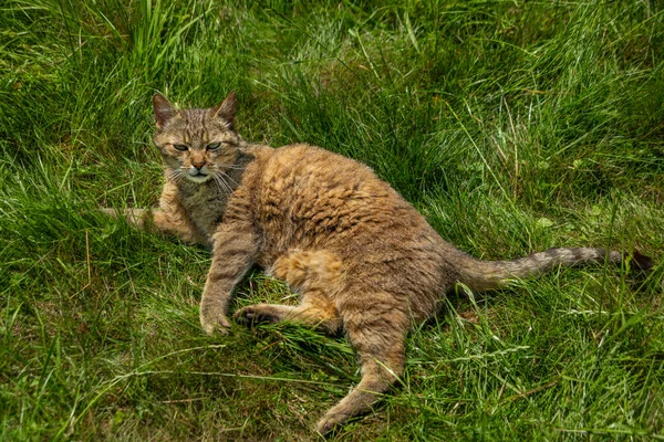 Böjd Mun Hane Katt Grönt Gräs Äng Sommaren Solig Fräsch — Stockfoto