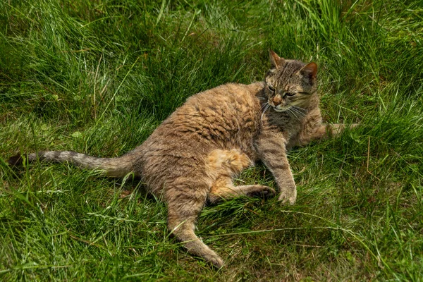 夏の緑の芝生の牧草地で湾曲した口の男性猫晴れ新鮮な日 — ストック写真