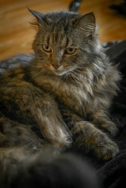 Tabby Braune Junge Katze Mit Grünen Augen Und Langen Ohren — Stockfoto