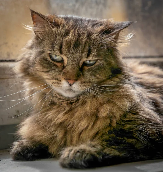 Таббі Коричнева Молода Кішка Зеленими Очима Довгими Вухами — стокове фото