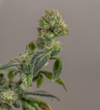 S.A.G.E. Yeşil çiçekli ve koyu beyaz arka planlı çeşitli marihuana çiçekleri.