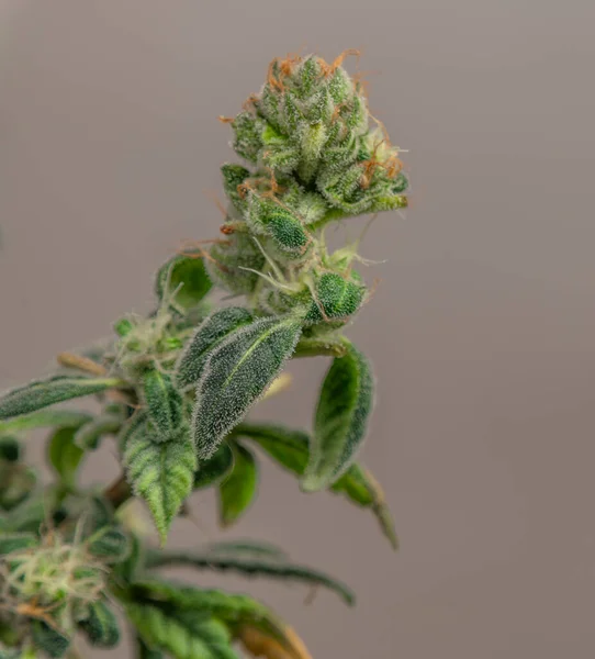 緑の花と濃い白の背景を持つマリファナの花の品種 — ストック写真