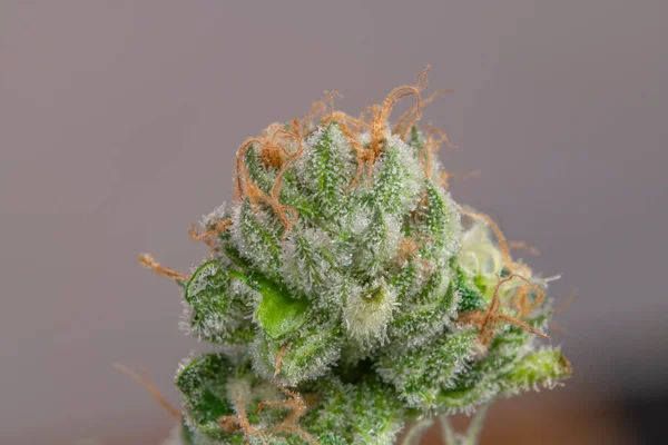 Odrůda Marihuany Květ Zelenými Květy Tmavě Bílé Pozadí — Stock fotografie