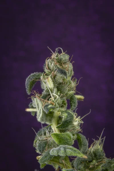 Różnorodność Kwiat Marihuany Zielonymi Kwiatami Ciemnym Fioletowym Tle — Zdjęcie stockowe