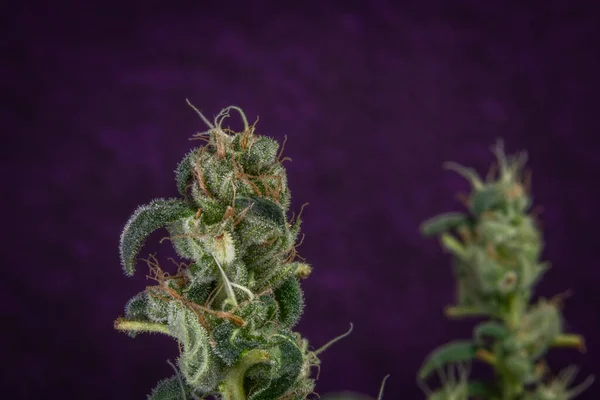 Verscheidenheid Van Marihuana Bloem Met Groene Bloesems Donkere Violette Achtergrond — Stockfoto