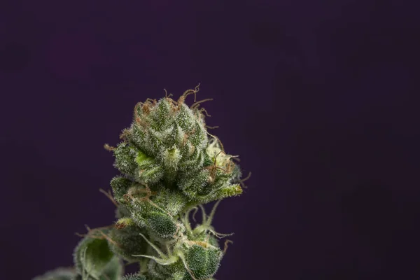 緑の花と濃い紫色の背景のマリファナの花の品種 — ストック写真