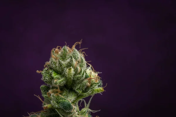 Variedad Flores Marihuana Con Flores Verdes Fondo Violeta Oscuro — Foto de Stock