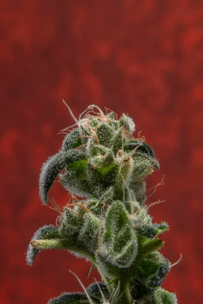 Varietà Fiore Marijuana Con Fiori Verdi Sfondo Rosso Scuro — Foto Stock