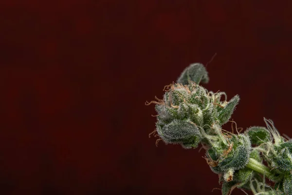 Varietà Fiore Marijuana Con Fiori Verdi Sfondo Vintage Rosso Scuro — Foto Stock