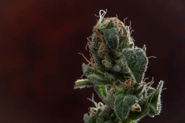 Yeşil Çiçekli Çeşitli Marihuana Çiçekleri Koyu Kırmızı Şarap Arkaplanı — Stok fotoğraf