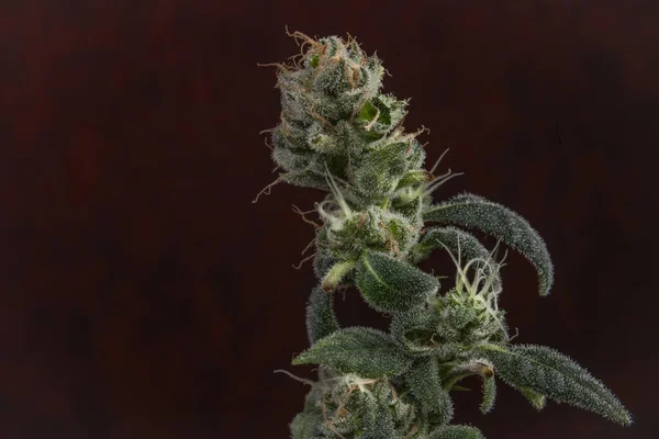 Vielfalt Marihuana Blüten Mit Grünen Blüten Und Dunkelrotem Vintage Hintergrund — Stockfoto