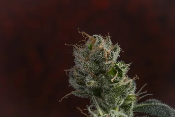Yeşil Çiçekli Çeşitli Marihuana Çiçekleri Koyu Kırmızı Şarap Arkaplanı — Stok fotoğraf