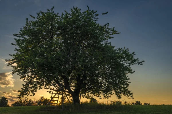 Cseresznyefa Egyedül Réten Nyáron Este Közelében Roprachtice Hegyek Falu — Stock Fotó
