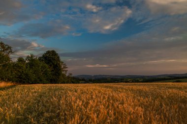 Günbatımında Roprachtice dağları yakınlarında yaz renk tahıl tarlası.