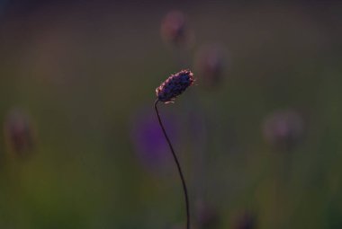 Renkli, koyu çiçekli, günbatımı renkli yaz güneşi manzaralı.