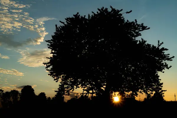 Kersenboom Alleen Weide Zomeravond Buurt Van Roprachtice Bergdorp — Stockfoto