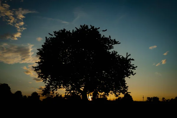 Kirschbaum Allein Auf Der Wiese Sommerabend Der Nähe Von Roprachtice — Stockfoto