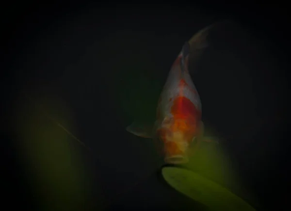 Color orange fish in small dark lake with green leafs