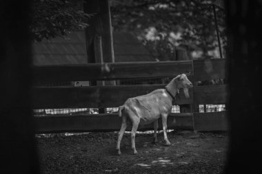 Yazın, güneşli ve sıcak bir günde, tahta kahverengi çitlerin yanında beyaz keçi.