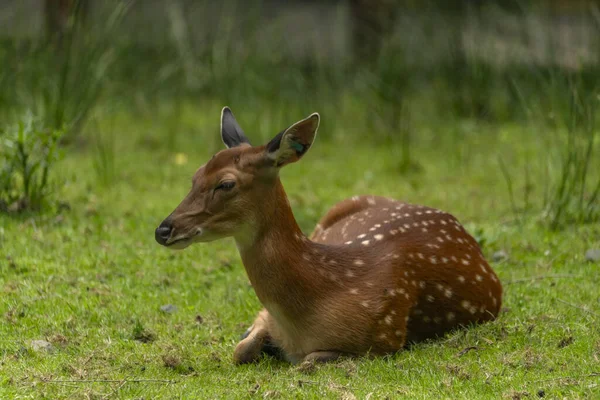 長い素敵な耳を持つ緑の夏の牧草地のディアジェイ — ストック写真