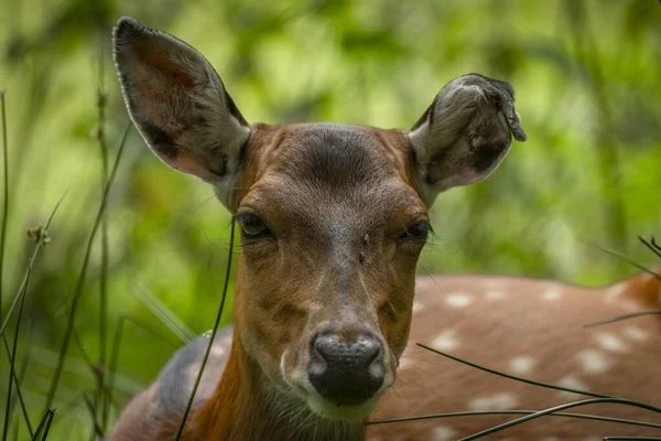 Geyik Sika Yeşil Yaz Çayırında Uzun Güzel Kulakları Var — Stok fotoğraf