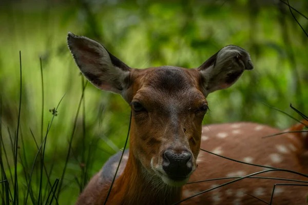 長い素敵な耳を持つ緑の夏の牧草地のディアジェイ — ストック写真