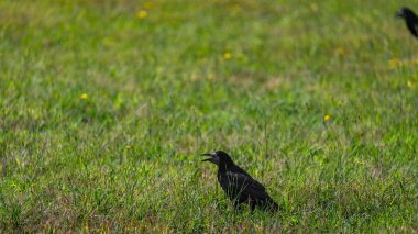 Mavi gökyüzü ve yeşil çayır ile yaz günü taze bir gün.