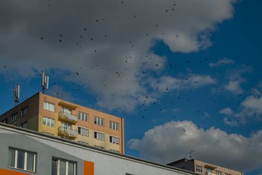 Yazın büyük evleri olan kaleci kara kuş. Güneşli, bulutlu bir gün.