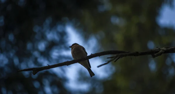 Açık Mavi Yaz Gökyüzü Ile Ağacın Dalında Kuşun Silueti — Stok fotoğraf