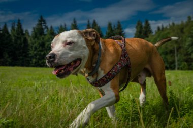 Pit bull dog on green summer grass in the hot sunny color day