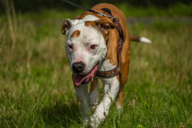 Pit bull dog on green summer grass in the hot sunny color day