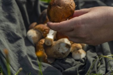 Taze yaz sıcağı dağlarının dışındaki biyolojik doğadan gelen yiyecek mantarları.