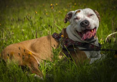 Pit bull dog on green summer grass in the hot sunny color day