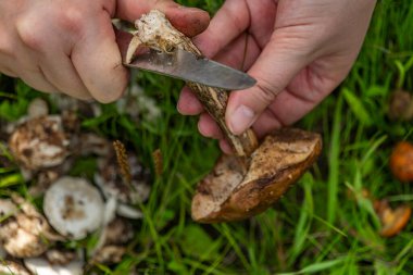 Taze yaz sıcağı dağlarının dışındaki biyolojik doğadan gelen yiyecek mantarları.
