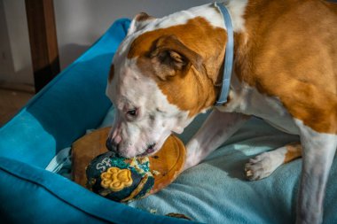 Pitbull köpeğinin doğum günü mavi evcil hayvan yatağında 13 yıllık kuru balıklı etli pasta.