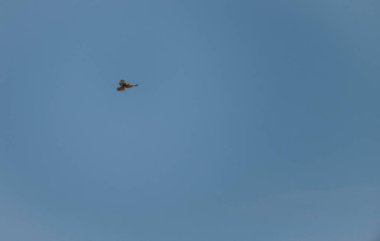 Mavi gökyüzü arka planına sahip şahin yırtıcı kuş sıcak mavi gökyüzünde taze bir gün