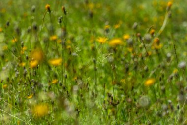 Günbatımı renkli yaz güneşi manzaralı koyu çayır.