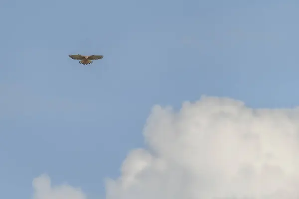 Falcon Roofvogel Met Blauwe Lucht Achtergrond Hete Zomer Blauwe Lucht — Stockfoto