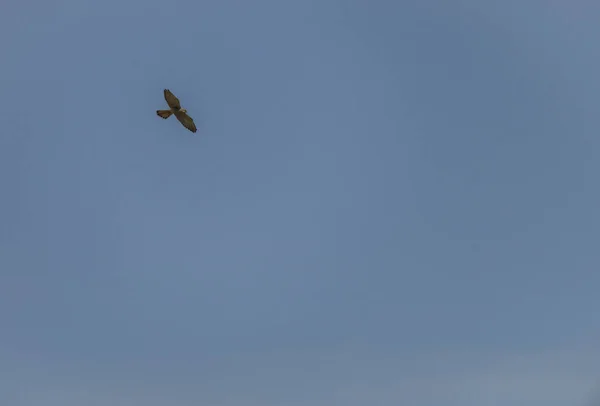 猎鹰猛禽 蓝天背景 炎热的夏天 清新的一天 — 图库照片