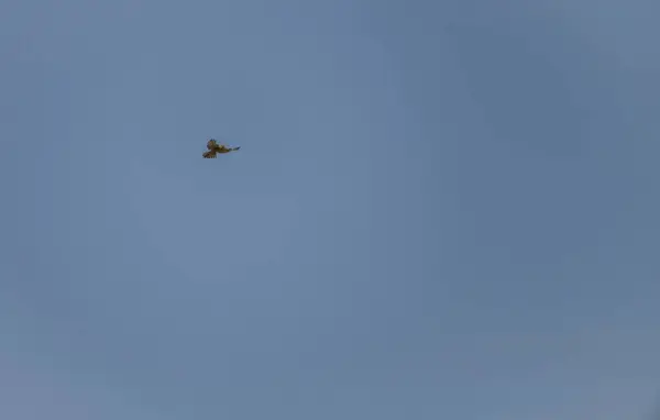 Falcon Raptor Vogel Mit Blauem Himmel Hintergrund Heißen Sommer Blauen — Stockfoto