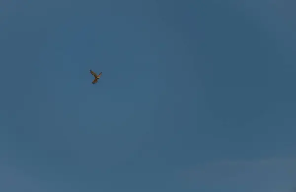 Halcón Raptor Pájaro Con Fondo Cielo Azul Verano Caliente Cielo — Foto de Stock