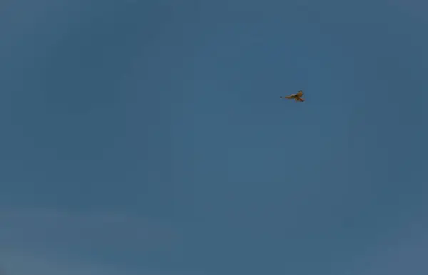 Mavi Gökyüzü Arka Planına Sahip Şahin Yırtıcı Kuş Sıcak Mavi — Stok fotoğraf