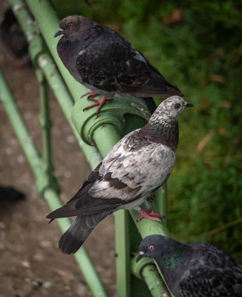 Pássaros Pombo Cor Perto Parede Pedra Cerca Verde Capital Manhã — Fotografia de Stock