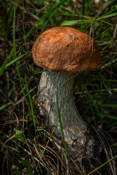 Orangenpilz Für Gesunde Ernährung Sommer Dunkelgrünes Gras Frischen Bergen — Stockfoto