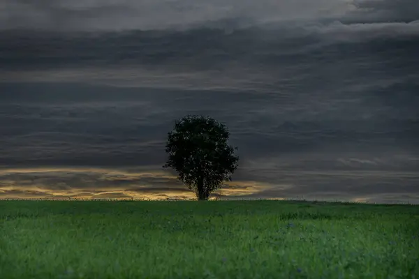 Tree alone in field with sunset near Ottenschlag town in Austria summer evening