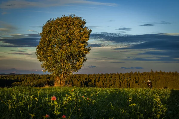 Tree alone in field with sunset near Ottenschlag town in Austria summer evening