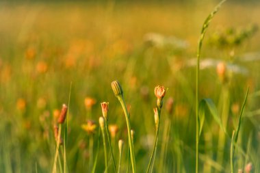 Günbatımı renkli yaz güneşi manzaralı koyu çayır.