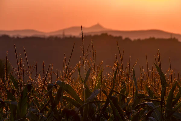 Kolor Ciemne Gorące Pole Kukurydzy Zachodem Słońca Widok Letnie Słońce — Zdjęcie stockowe