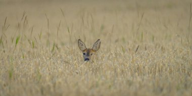 Roprachtice köyünün yakınlarındaki olgun tahıl rengi tarlasında dişi geyik başı.