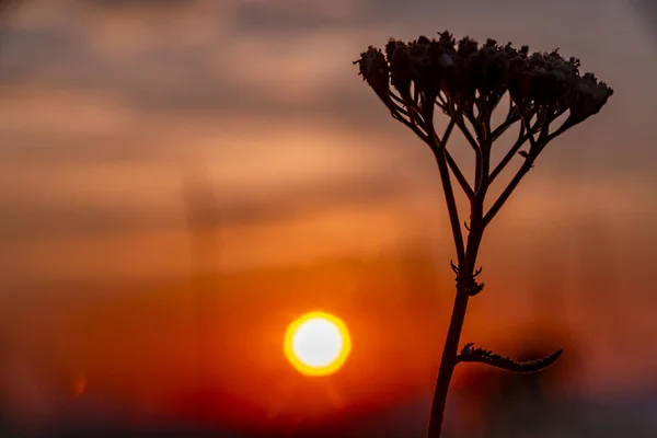 Farbe Dunkle Wiese Mit Sonnenuntergang Farbe Ansicht Des Sommers Schöne — Stockfoto